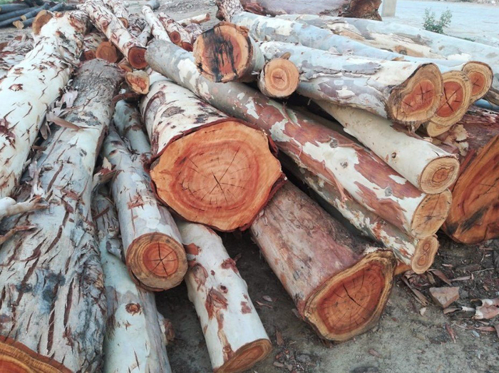Gỗ bạch đàn