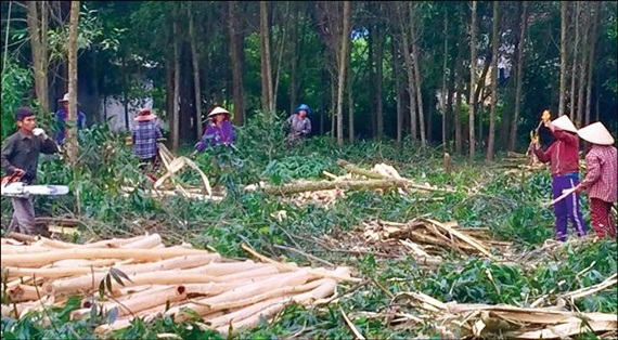 Hộ trồng rừng khai thác gỗ