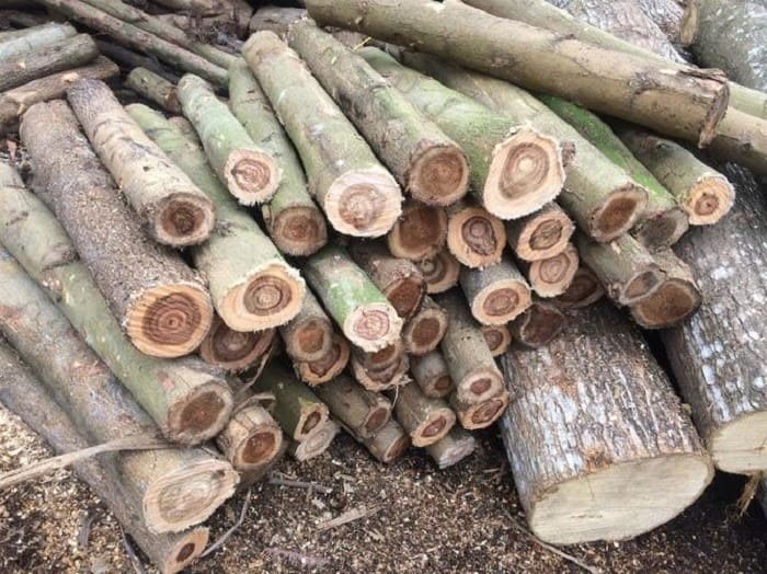 Gỗ keo - nguyên liệu sản xuất dăm gỗ hàng đầu